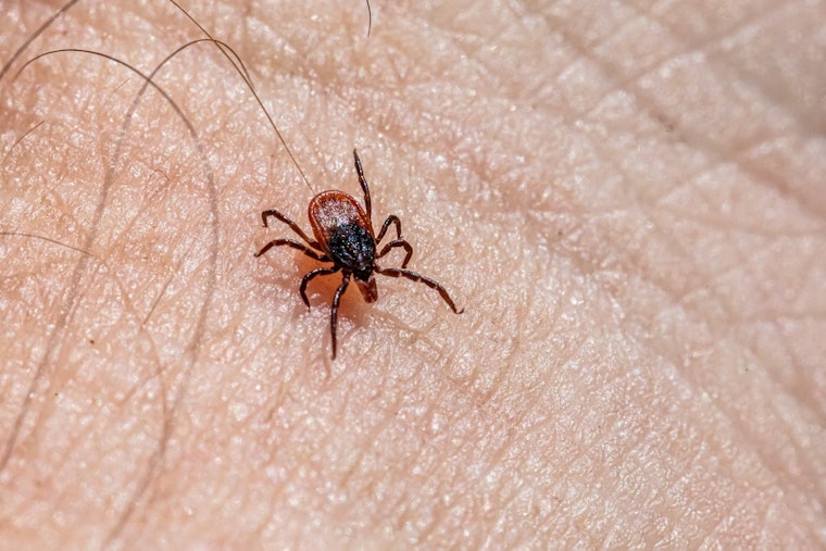 Bloodsuckers Swarm Early: Tick Bite ER Visits Jump Across Chicago Area