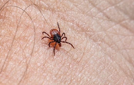 Bloodsuckers Swarm Early: Tick Bite ER Visits Jump Across Chicago Area