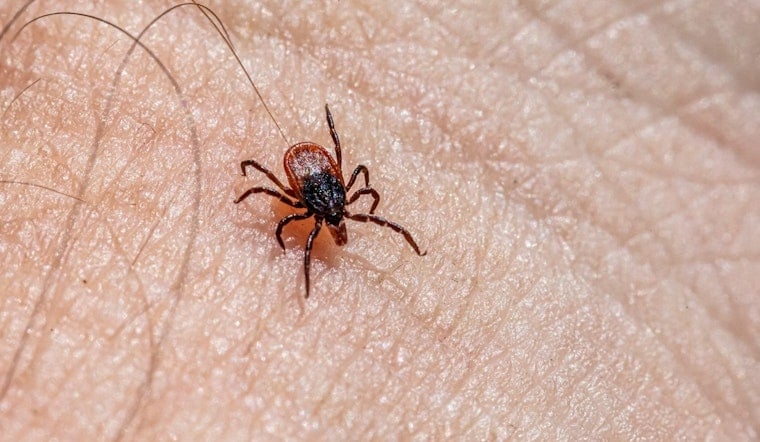 Bloodsuckers Swarm Early: Tick Bite ER Visits Jump Across Chicago Area