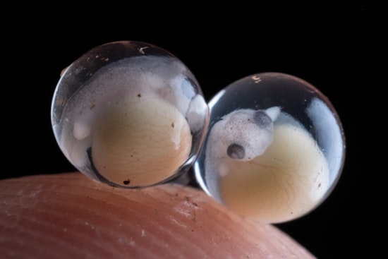 Boston Judge Smacks Down CBP Over Harvard Frog Embryo Bust