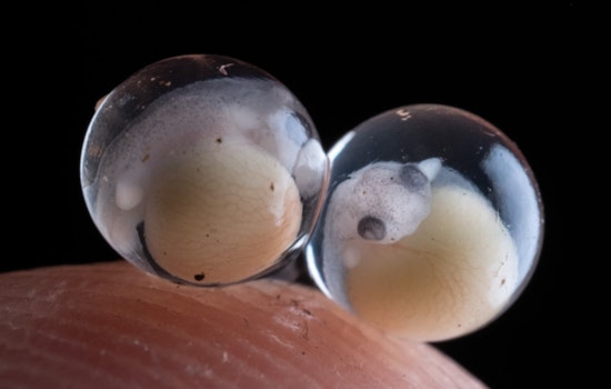 Boston Judge Smacks Down CBP Over Harvard Frog Embryo Bust