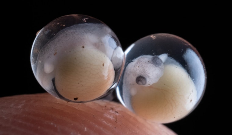 Boston Judge Smacks Down CBP Over Harvard Frog Embryo Bust