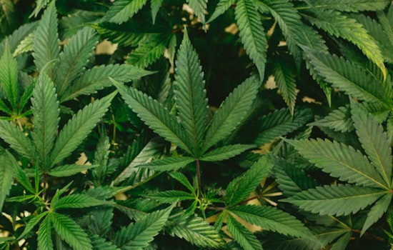 Bowser Bets Big on Booze-Free Weed Brews for D.C. Medical Crowd