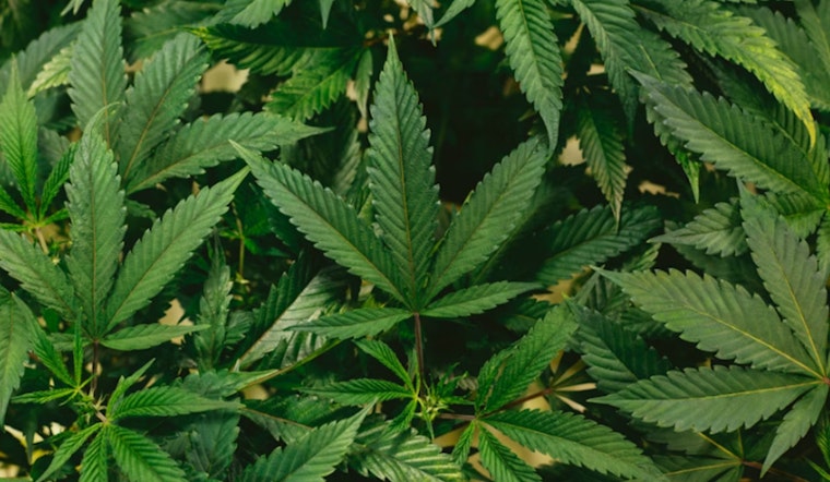 Bowser Bets Big on Booze-Free Weed Brews for D.C. Medical Crowd