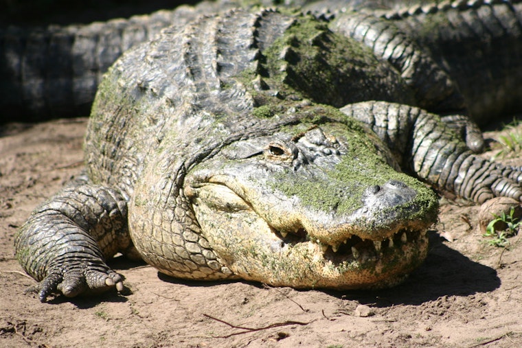 Brazen University Park Gator Casually Knocks On Front Door