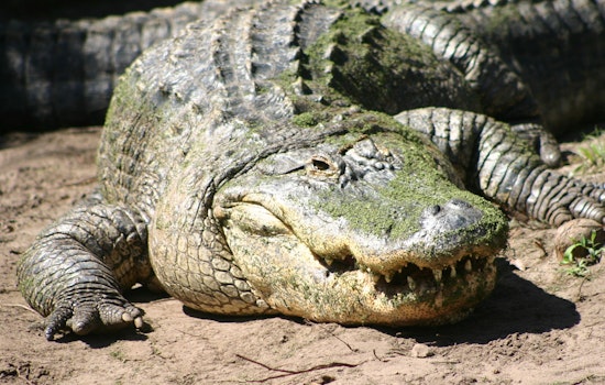 Brazen University Park Gator Casually Knocks On Front Door