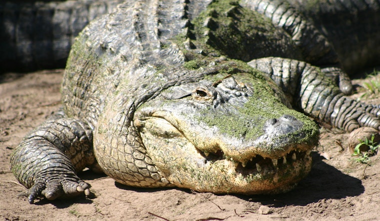 Brazen University Park Gator Casually Knocks On Front Door