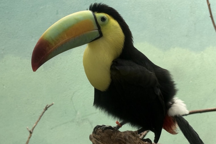 Bronx Zoo Turns Border Bust Into Tropical Comeback for Trafficked Toucans
