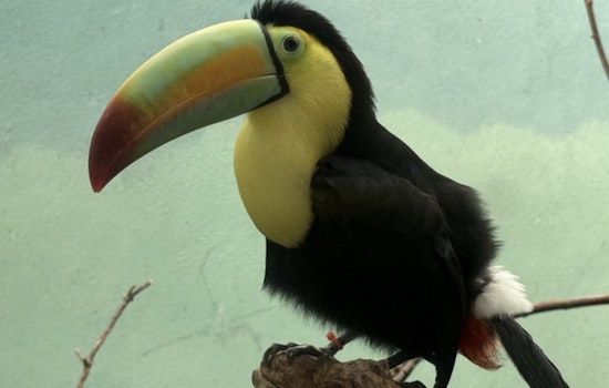 Bronx Zoo Turns Border Bust Into Tropical Comeback for Trafficked Toucans