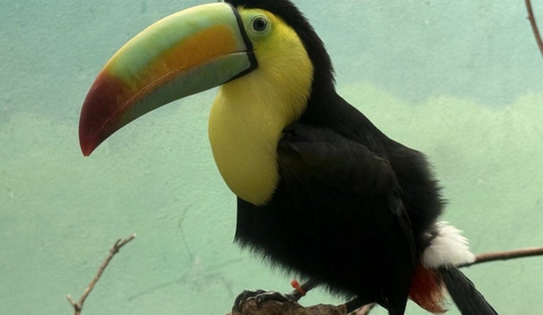 Bronx Zoo Turns Border Bust Into Tropical Comeback for Trafficked Toucans