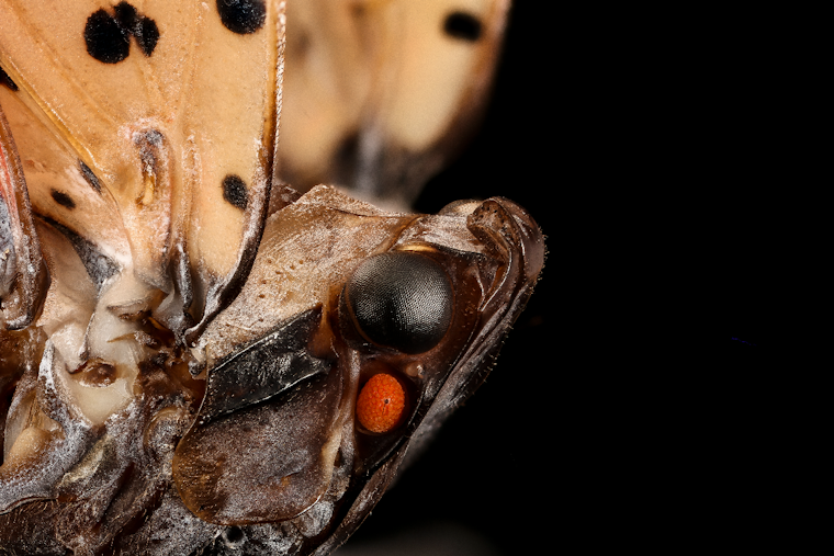 Buzzy Border Patrol: Maryland Slaps Statewide Quarantine On Spotted Lanternfly