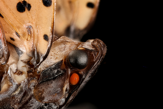 Buzzy Border Patrol: Maryland Slaps Statewide Quarantine On Spotted Lanternfly