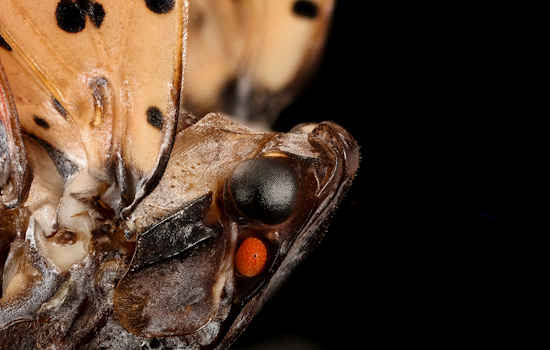 Buzzy Border Patrol: Maryland Slaps Statewide Quarantine On Spotted Lanternfly
