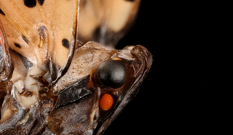 Buzzy Border Patrol: Maryland Slaps Statewide Quarantine On Spotted Lanternfly