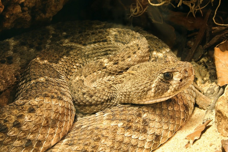 Camarillo Rattlesnake Bite Near CSU Channel Islands