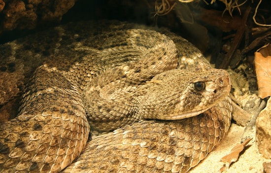 Camarillo Rattlesnake Bite Near CSU Channel Islands