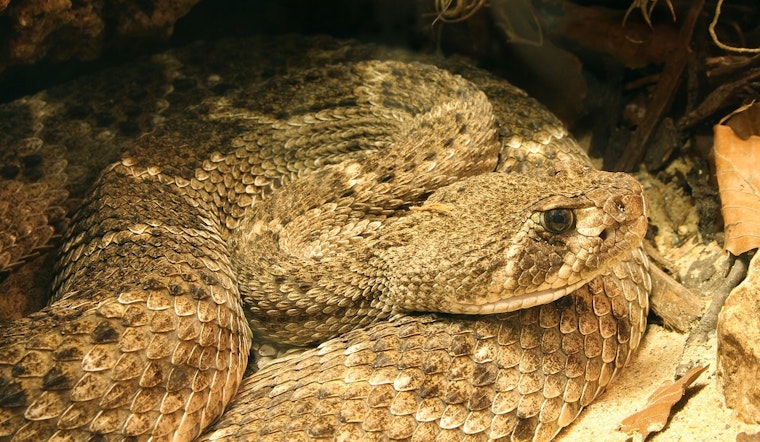 Camarillo Rattlesnake Bite Near CSU Channel Islands