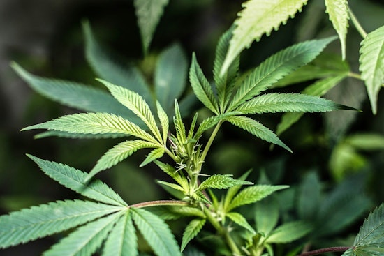 Can Washington Employers Fire You For Smoking Weed Off‑Duty