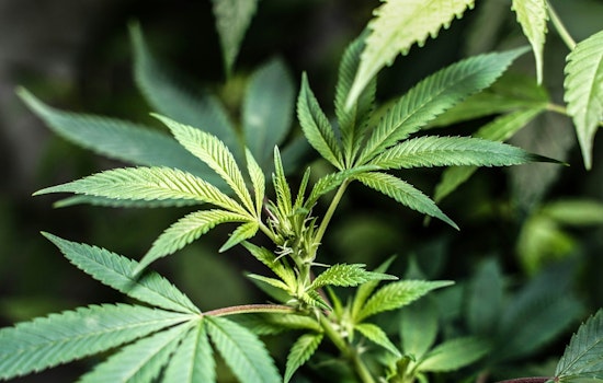 Can Washington Employers Fire You For Smoking Weed Off‑Duty