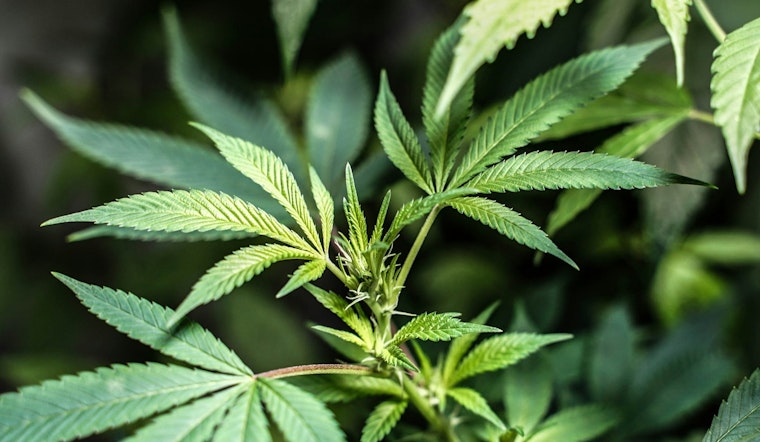 Can Washington Employers Fire You For Smoking Weed Off‑Duty