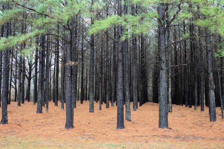 Carbon Cash Grab: Oklahoma Pine Planting Could Turn Scrub Land Into Pay Dirt