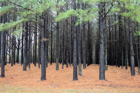 Carbon Cash Grab: Oklahoma Pine Planting Could Turn Scrub Land Into Pay Dirt