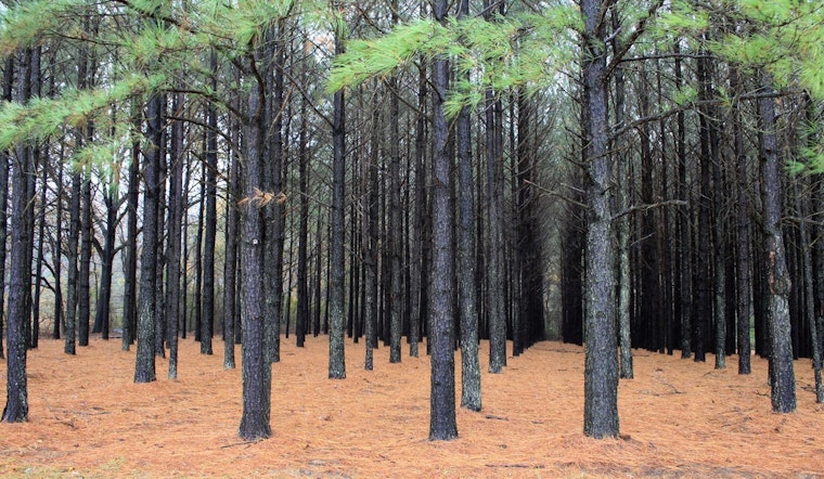 Carbon Cash Grab: Oklahoma Pine Planting Could Turn Scrub Land Into Pay Dirt