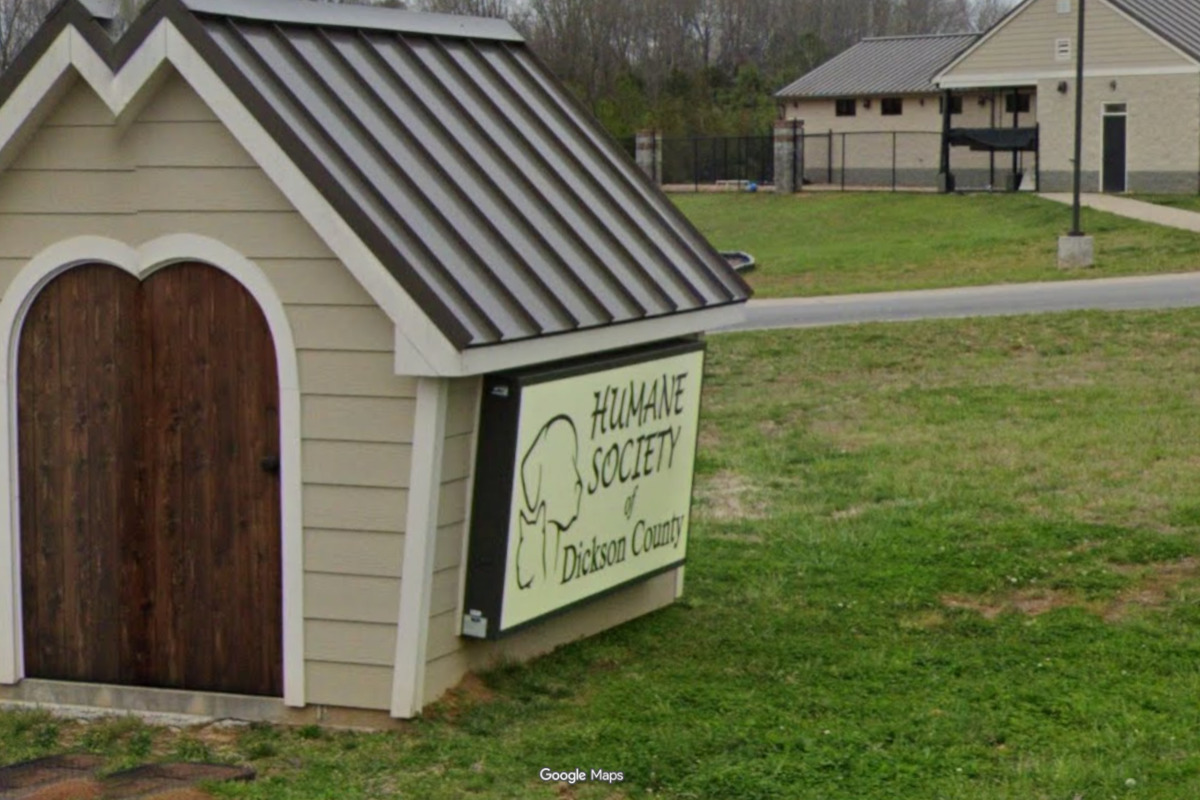 Cat Crisis in Dickson County as 130 Felines Pulled From Property