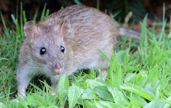 Cat-Sized Rats Turn 163rd Street Garden Into Bronx Battlefront