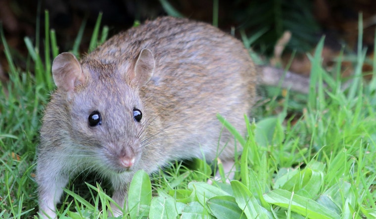 Cat-Sized Rats Turn 163rd Street Garden Into Bronx Battlefront