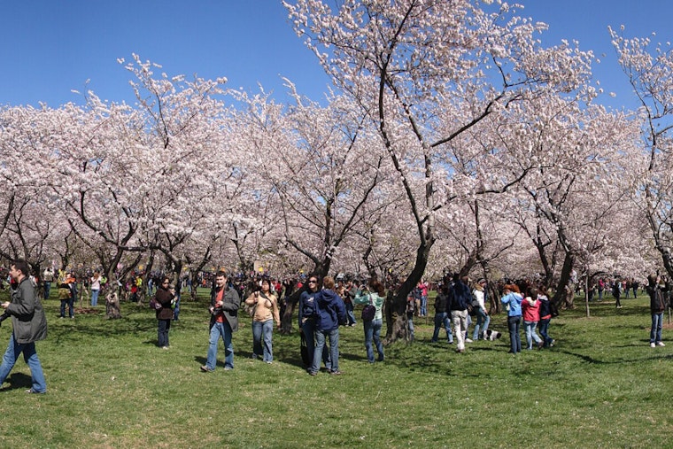 Cherry Blossom Takeover: Constitution Avenue Braces For Pink Parade Jam Saturday