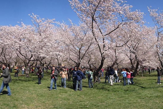 Cherry Blossom Takeover: Constitution Avenue Braces For Pink Parade Jam Saturday