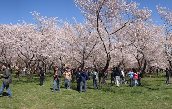 Cherry Blossom Takeover: Constitution Avenue Braces For Pink Parade Jam Saturday