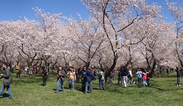 Cherry Blossom Takeover: Constitution Avenue Braces For Pink Parade Jam Saturday