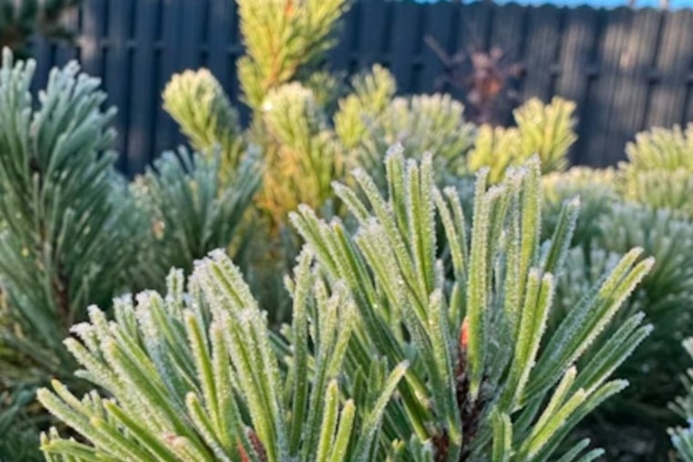 Chilly Sunday For Indy As Early-Week Frost Targets Backyard Gardens