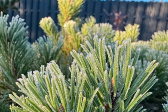 Chilly Sunday For Indy As Early-Week Frost Targets Backyard Gardens