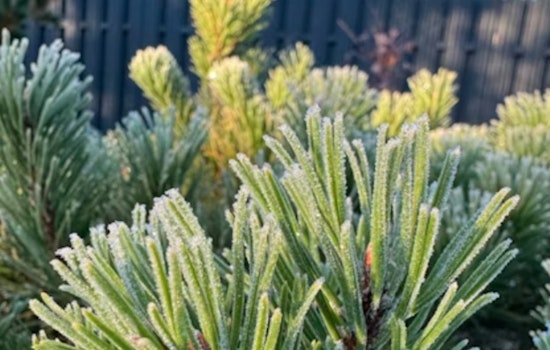 Chilly Sunday For Indy As Early-Week Frost Targets Backyard Gardens