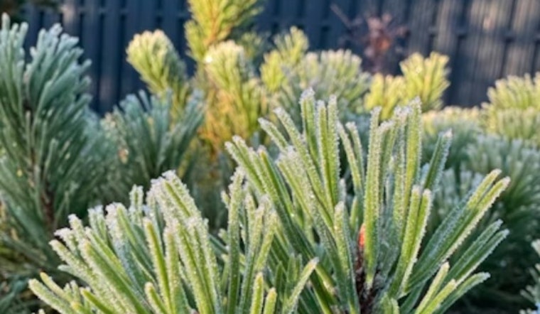 Chilly Sunday For Indy As Early-Week Frost Targets Backyard Gardens
