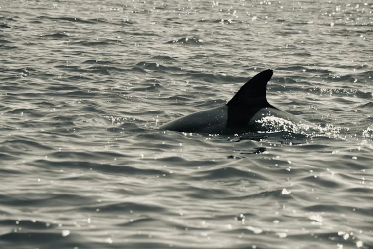 Cincy Cargo Hubs Caught In $1 Million Shark Fin Sting