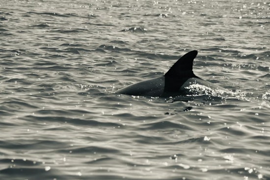 Cincy Cargo Hubs Caught In $1 Million Shark Fin Sting