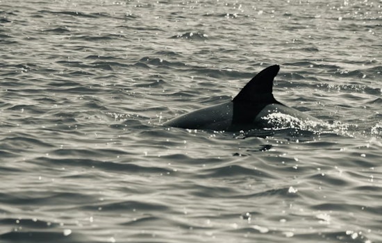 Cincy Cargo Hubs Caught In $1 Million Shark Fin Sting