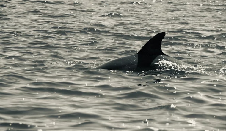 Cincy Cargo Hubs Caught In $1 Million Shark Fin Sting