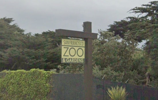 City Floats $6.5 Million Lifeline to Sinking SF Zoo, With Strings Attached