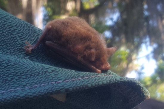 Clock Ticks Down As Florida Homeowners Get One Last Day To Evict Bats