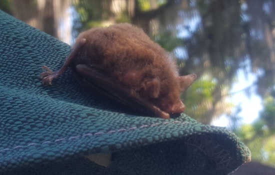 Clock Ticks Down As Florida Homeowners Get One Last Day To Evict Bats