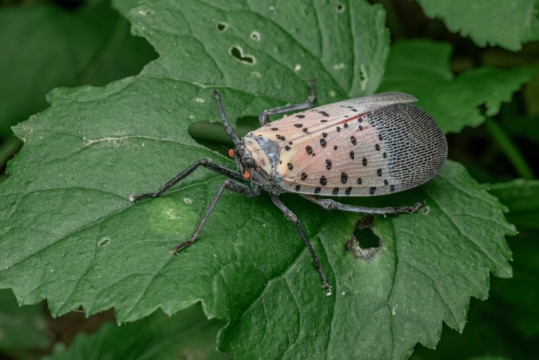 Columbus Gardeners Urged to Smash Lanternfly Egg Clumps This Spring