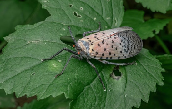 Columbus Gardeners Urged to Smash Lanternfly Egg Clumps This Spring