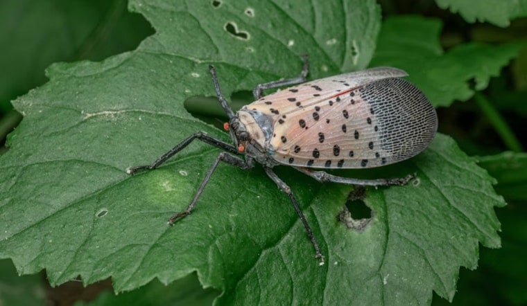 Columbus Gardeners Urged to Smash Lanternfly Egg Clumps This Spring