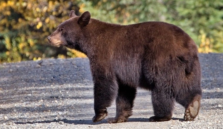 Cottage Grove Block Stunned as Black Bear Cruises Down Jeffery Avenue