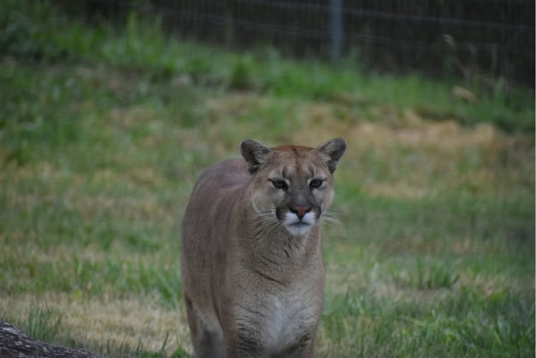 Courthouse Cat Scare In Downieville As Mountain Lion Bolts Toward Clinic